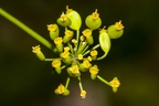 Pastinaca sativa 11