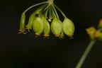 Pastinaca sativa 12