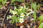 Primula vulgaris 2