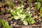 Primula vulgaris 6