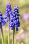 Muscari armeniacum 2
