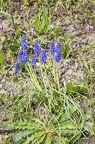 Muscari armeniacum 3