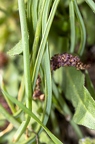 Muscari armeniacum 4