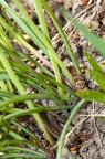 Muscari armeniacum 5