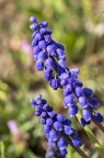 Muscari armeniacum 6