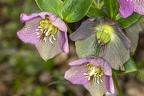 Helleborus orientalis 01