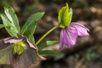 Helleborus orientalis 02