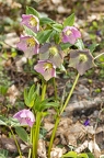 Helleborus orientalis 03