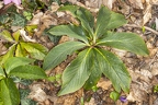 Helleborus orientalis 04