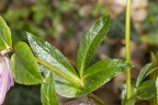 Helleborus orientalis 05