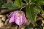Helleborus orientalis 06