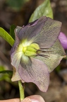 Helleborus orientalis 07