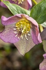 Helleborus orientalis 08