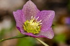 Helleborus orientalis 09