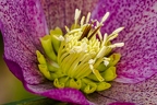 Helleborus orientalis 10
