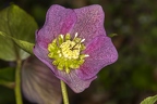 Helleborus orientalis 22