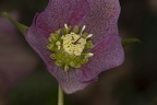 Helleborus orientalis 24