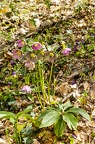 Helleborus orientalis 27