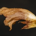 Orobanche teucrii 01