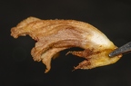 Orobanche teucrii 01