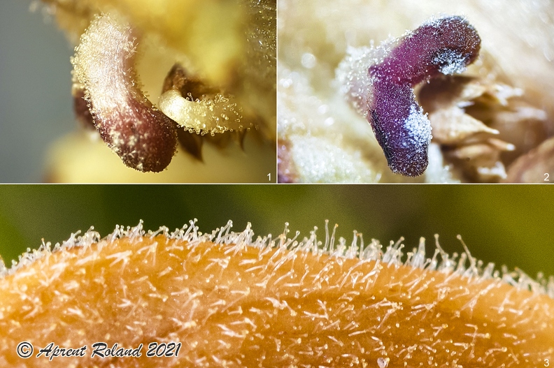 1-2) Details Narbe mit Drüsenhaaren; Details stigma with glandular hairs (10x)
3) Rücken der Kronröhre mit hellen Drüsenhaaren; Back of the corolla tube with pale glandular hairs (10x)
Orobanche_teucrii_02.jpg