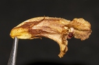 Orobanche teucrii 03