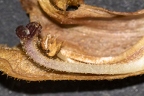 Orobanche teucrii 06