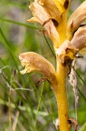 Orobanche teucrii 09