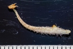 Orobanche teucrii 11