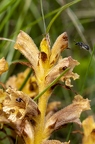 Orobanche teucrii 13