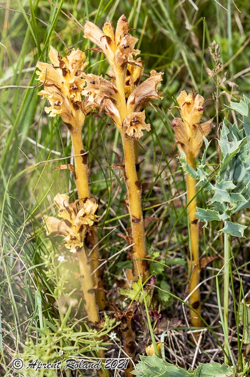Orobanche teucrii 15