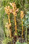 Orobanche teucrii 15