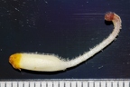Orobanche teucrii 16