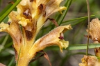 Orobanche teucrii 17