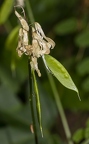 Vicia sylvatica 01
