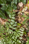Vicia sylvatica 03