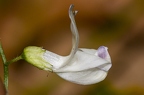 Vicia sylvatica 04