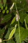 Vicia sylvatica 05
