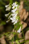 Vicia sylvatica 06
