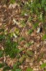 Vicia sylvatica 08