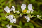 Vicia sylvatica 11