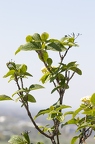 Viburnum lantana 01