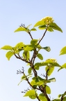 Viburnum lantana 02