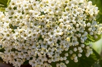 Viburnum lantana 03