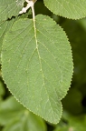 Viburnum lantana 04