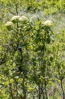 Viburnum lantana 05