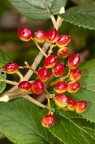 Viburnum lantana 06