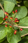 Viburnum lantana 07