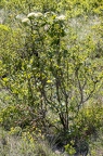Viburnum lantana 08