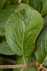 Viburnum lantana 10